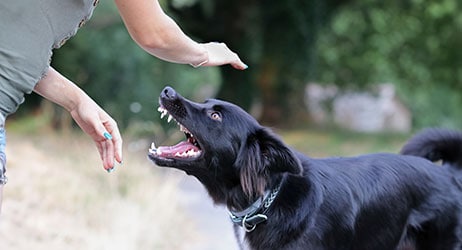 Dog Bite Liability Laws In Long Island, NY