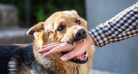 Dog Bite Treatment- First Aid, Precautions & Seeking Help