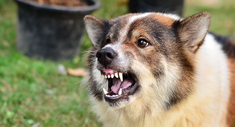 How Does The Court Determine Fault In Dog Bite Injury?