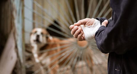 What You Must Know Before Filling a Dog Bite Lawsuit