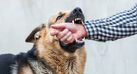 Possible Complications of Dog Bite & Professional Consultation